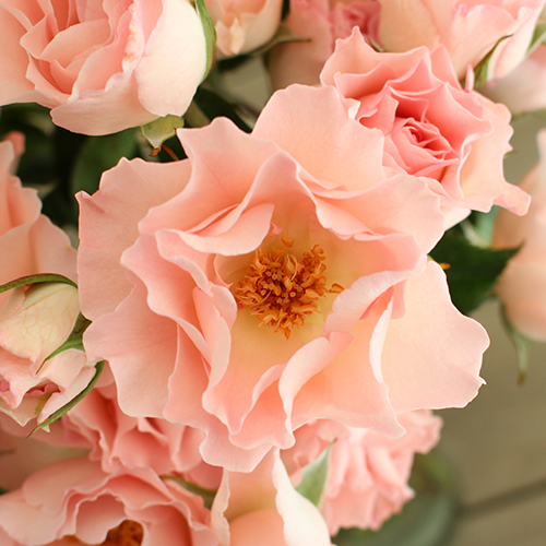 Anastasia Wholesale Pink Peach Spray Roses | FiftyFlowers